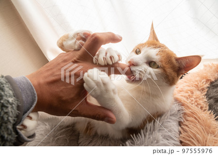 手を噛む猫 茶トラ白 手を噛む猫 茶トラ白 97555976