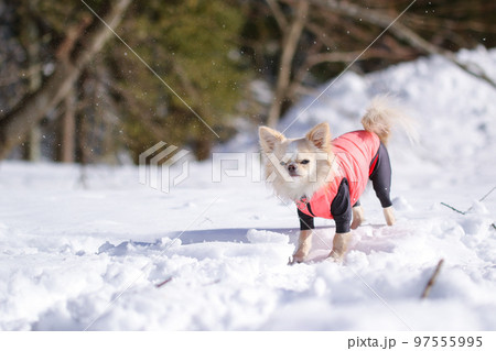 雪の中、遊ぶピンクのダウンを着たクリーム色のロングコートチワワ 雪の中、遊ぶピンクのダウンを着たクリーム色のロングコートチワワ 97555995