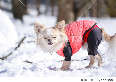 雪の中、遊ぶピンクのダウンを着たクリーム色のロングコートチワワ 雪の中、遊ぶピンクのダウンを着たクリーム色のロングコートチワワ 97555996