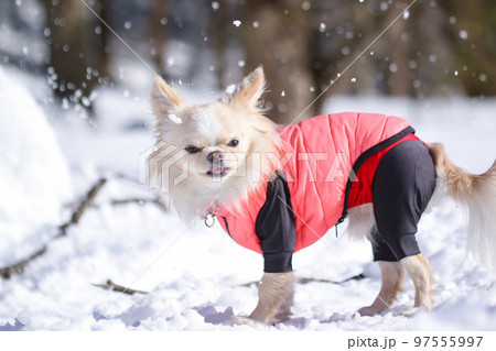 雪の中、遊ぶピンクのダウンを着たクリーム色のロングコートチワワ 雪の中、遊ぶピンクのダウンを着たクリーム色のロングコートチワワ 97555997