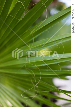 Palm leaf texture. Palm leaf closeup. Striped leaf. Selective focus. Blurred. Palm leaf texture. Palm leaf closeup. Striped leaf. Selective focus. Blurred. 97556384