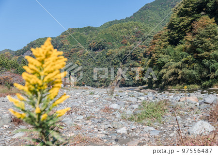 【オートキャンプ場沿いの道志川と紅葉】 97556487