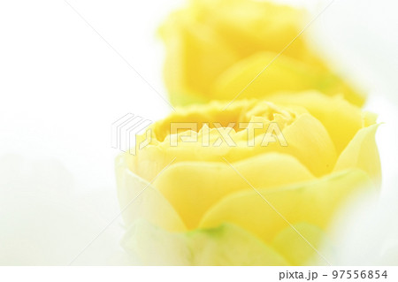 春にプレゼントしたい春イメージのやわらかな優しい黄色のバラの花 春にプレゼントしたい春イメージのやわらかな優しい黄色のバラの花 97556854