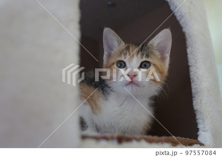 キャットタワーで遊ぶ子猫 97557084