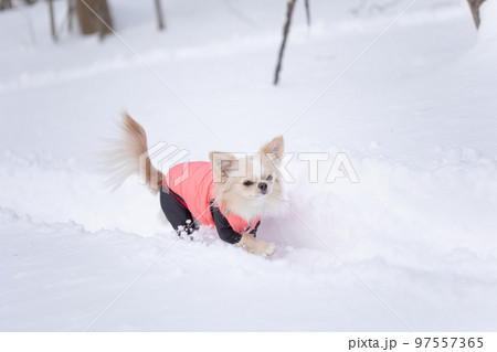 スノートレッキングで飼い主についてくるピンクのダウンを着たロングコートチワワ スノートレッキングで飼い主についてくるピンクのダウンを着たロングコートチワワ 97557365