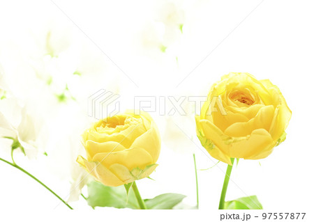 春にプレゼントしたい春イメージのやわらかな優しい黄色のバラの花 97557877