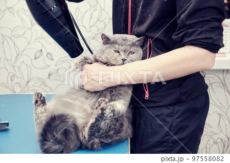 Cat on the grooming table during drying with a hair dryer for animals with warm not hot air wet wool 97558082