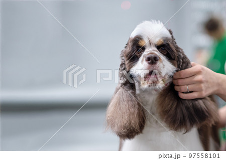 Portrait of an American Cocker spaniel close-up with a female hand holding a dog's ear Portrait of an American Cocker spaniel close-up with a female hand holding a dog's ear 97558101