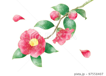 質感のある、雪の積もった一枝の紅い椿 質感のある、雪の積もった一枝の紅い椿 97558407