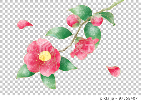 質感のある、雪の積もった一枝の紅い椿 質感のある、雪の積もった一枝の紅い椿 97558407