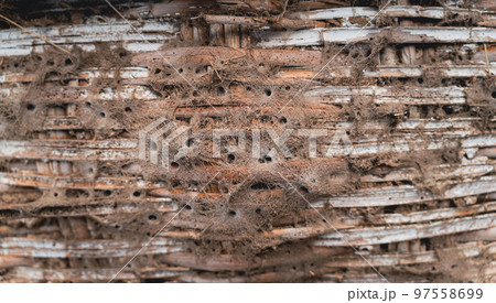 Roof covered by spider webs, shallow depth of field Roof covered by spider webs, shallow depth of field 97558699