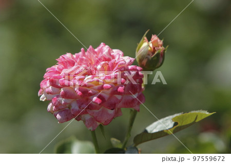 荒尾市 おもやい市民花壇 バラの花、 荒尾市 おもやい市民花壇 バラの花、 97559672