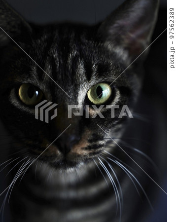 キジトラ猫のクローズアップ 97562389