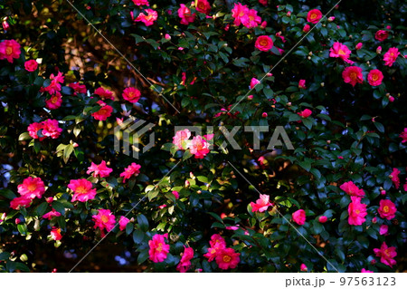 サザンカの花 97563123