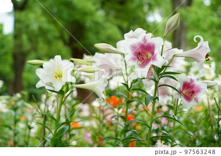 ユリの花, 日比谷公園, 花, 白, ピンク, 緑, 空, 野外, 畑, 花畑, 沢山, カラフル, 97563248