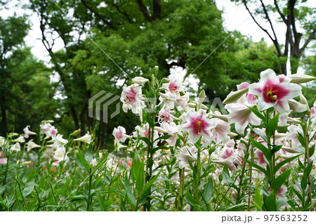 ユリの花, 日比谷公園, 花, 白, ピンク, 緑, 空, 野外, 畑, 花畑, 沢山, カラフル, 97563252