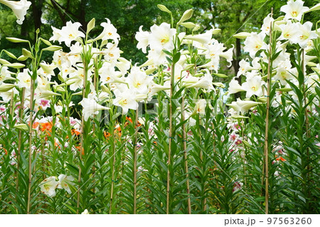 ユリの花, 日比谷公園, 花, 白, ピンク, 緑, 空, 野外, 畑, 花畑, 沢山, カラフル, 97563260