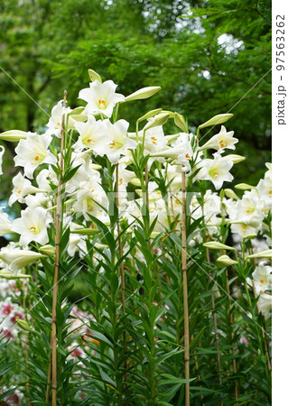 ユリの花, 日比谷公園, 花, 白, ピンク, 緑, 空, 野外, 畑, 花畑, 沢山, カラフル, 97563262