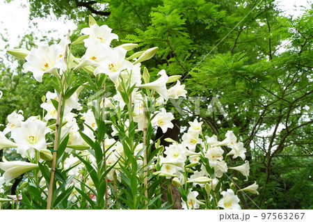 平成緑花　アルナ中　3㎜　百合の花　白色