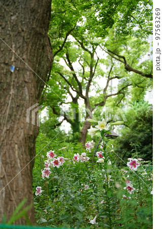 ユリの花, 日比谷公園, 花, 白, ピンク, 緑, 空, 野外, 畑, 花畑, 沢山, カラフル, 97563269