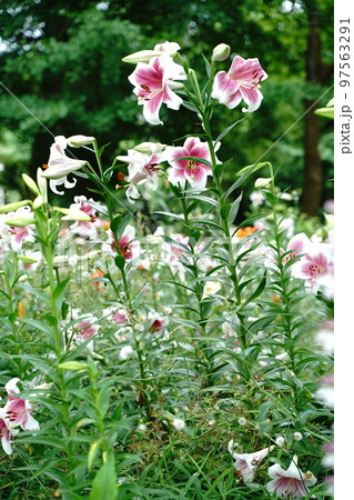 ユリの花, 日比谷公園, 花, 白, ピンク, 緑, 空, 野外, 畑, 花畑, 沢山, カラフル, ユリの花, 日比谷公園, 花, 白, ピンク, 緑, 空, 野外, 畑, 花畑, 沢山, カラフル, 97563291