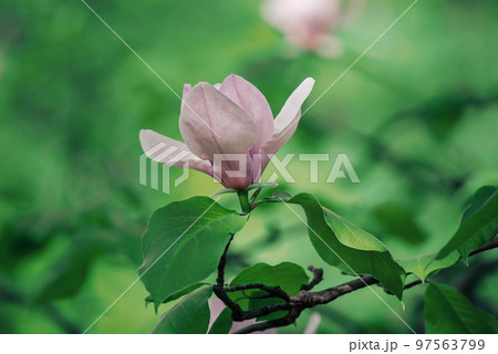 Magnolia spring flowers 97563799