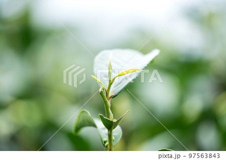 ティー 紅茶 茶 97563843