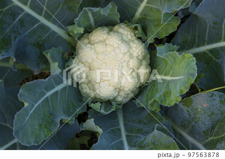 Fresh organic raw Cauliflower top view with green leaves  in the garden  97563878