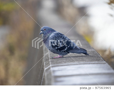 川べりの堤防の上にいるドバト 川べりの堤防の上にいるドバト 97563965