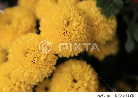 菊　0028 97564139