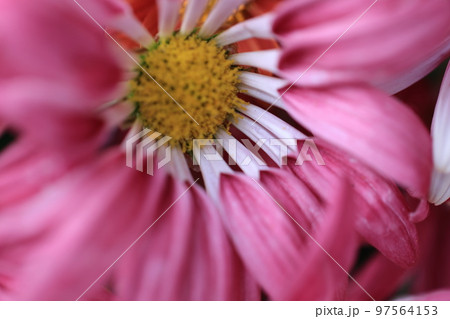 菊　0037 97564153
