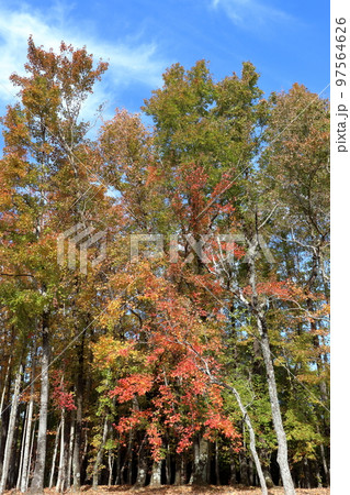 色づき始めた台湾楓の樹木　晩秋　（高知県　高知市　針木浄水場） 97564626