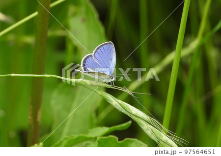 ツバメシジミ（蝶） 97564651