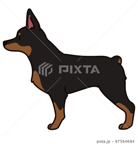 横向きのシンプルで可愛いドーベルマンのイラスト　主線あり 97564684