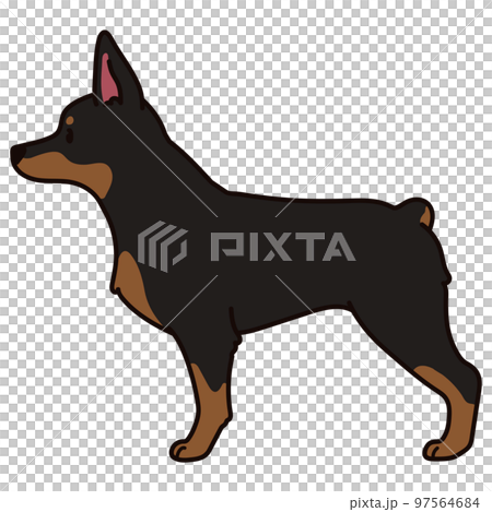 横向きのシンプルで可愛いドーベルマンのイラスト　主線あり 97564684