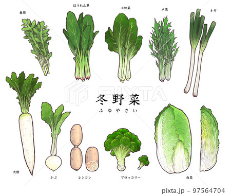 冬の野菜・食材　イラストまとめセット 97564704