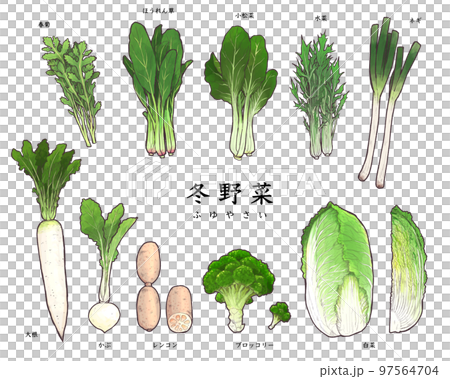 冊頁精品 蔬菜圖 冬季蔬菜和配料圖解匯總集-插圖素材[97564704] - PIXTA圖庫