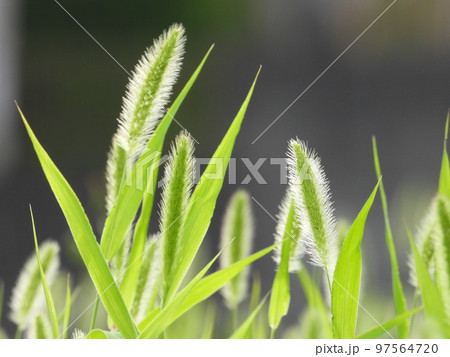 エノコログサ(野草) エノコログサ(野草) 97564720
