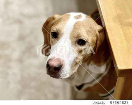 テーブルの下から不安そうに顔を出す犬 97564825