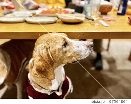 ダイニングテーブルの下から顔を出す犬 97564864