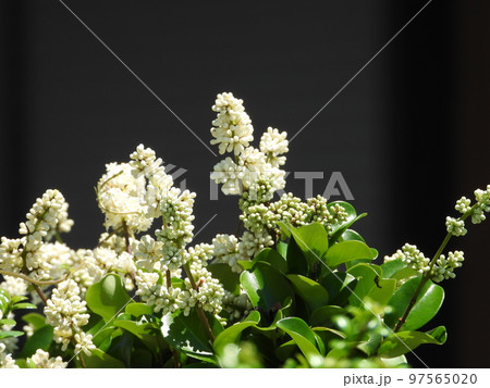 フクラモチ(福来モチ）の花 97565020