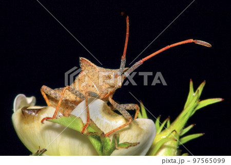 Bug, Sierra de Guadarrama National Park, Spain 97565099
