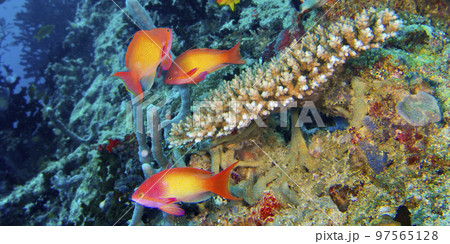 Coral Reef, Maldives 97565128