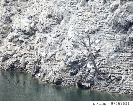 湖底近くの古木 97565631