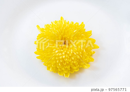 白背景に黄色い菊の花 97565771