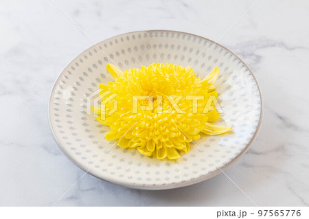 大輪の菊の花一輪 97565776