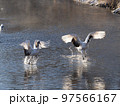 一緒に着水のタンチョウ 97566167