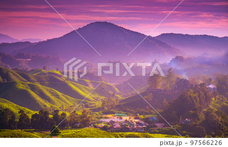 Sunset mountains village on tea plantation hills, bright violet sky. Wonderful picturesque scene of ideal landscape. Popular travel destination. Stunning natural background. Cameron Highland, Malaysia 97566226