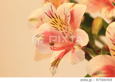 花びら 花弁 弁 97566408