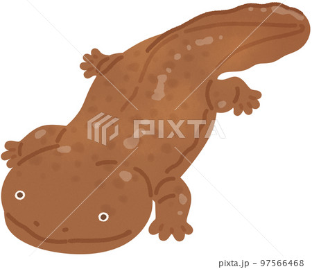 オオサンショウウオ 97566468